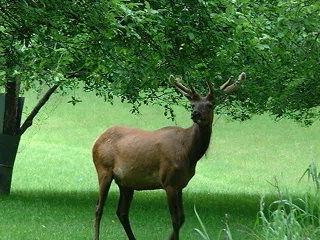 Elk standing in the grass by a tree